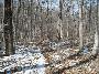 Stateline Woods